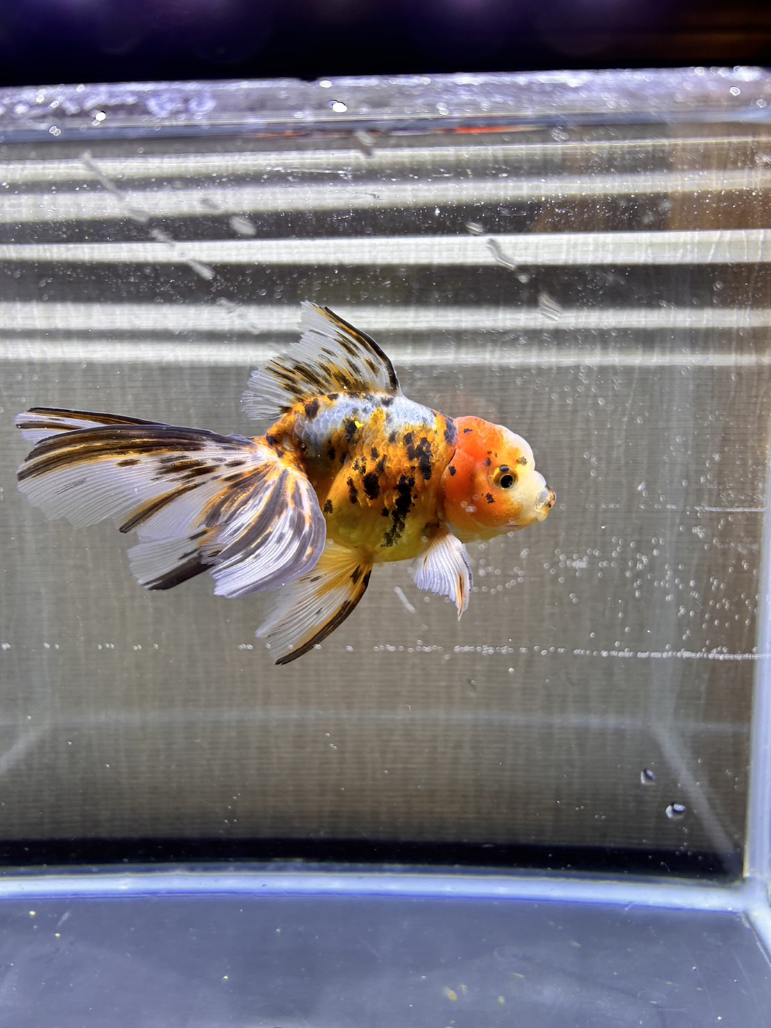 水槽の種類 - 街の水槽レンタル屋さん(金魚・メダカ・錦鯉)